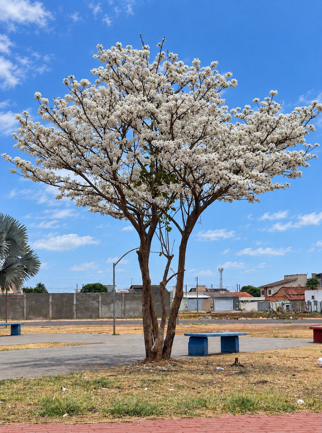 Ipês-brancos florescem e chamam atenção em Trindade (GO)