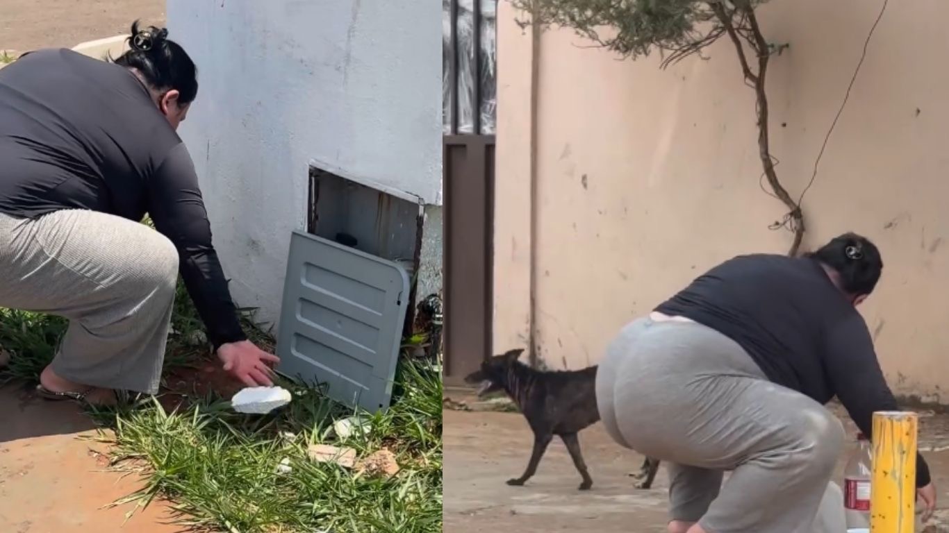 Criadora de conteúdo distribui água e ração para animais em meio ao calor em Trindade (GO)
