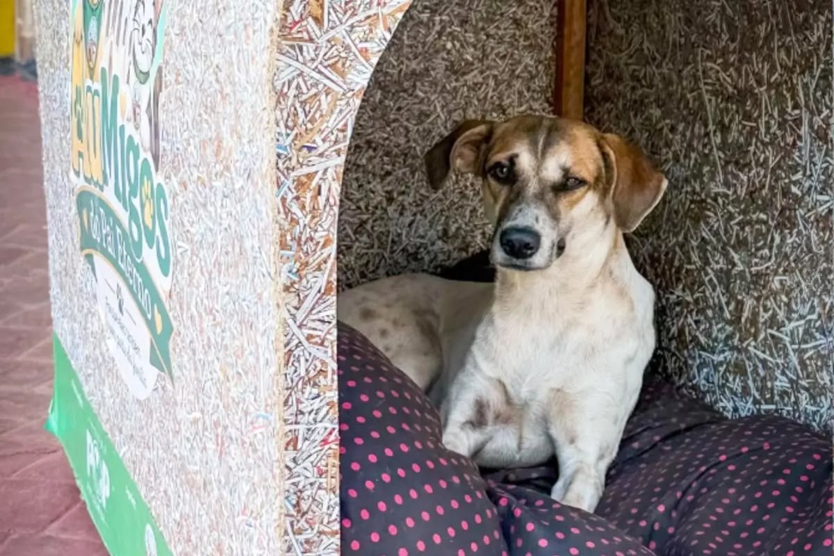 Mais de 320 cães esperam por um lar em ação de adoção neste domingo (11), em Trindade (GO)